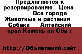 Предлагаются к резервированию › Цена ­ 16 000 - Все города Животные и растения » Собаки   . Алтайский край,Камень-на-Оби г.